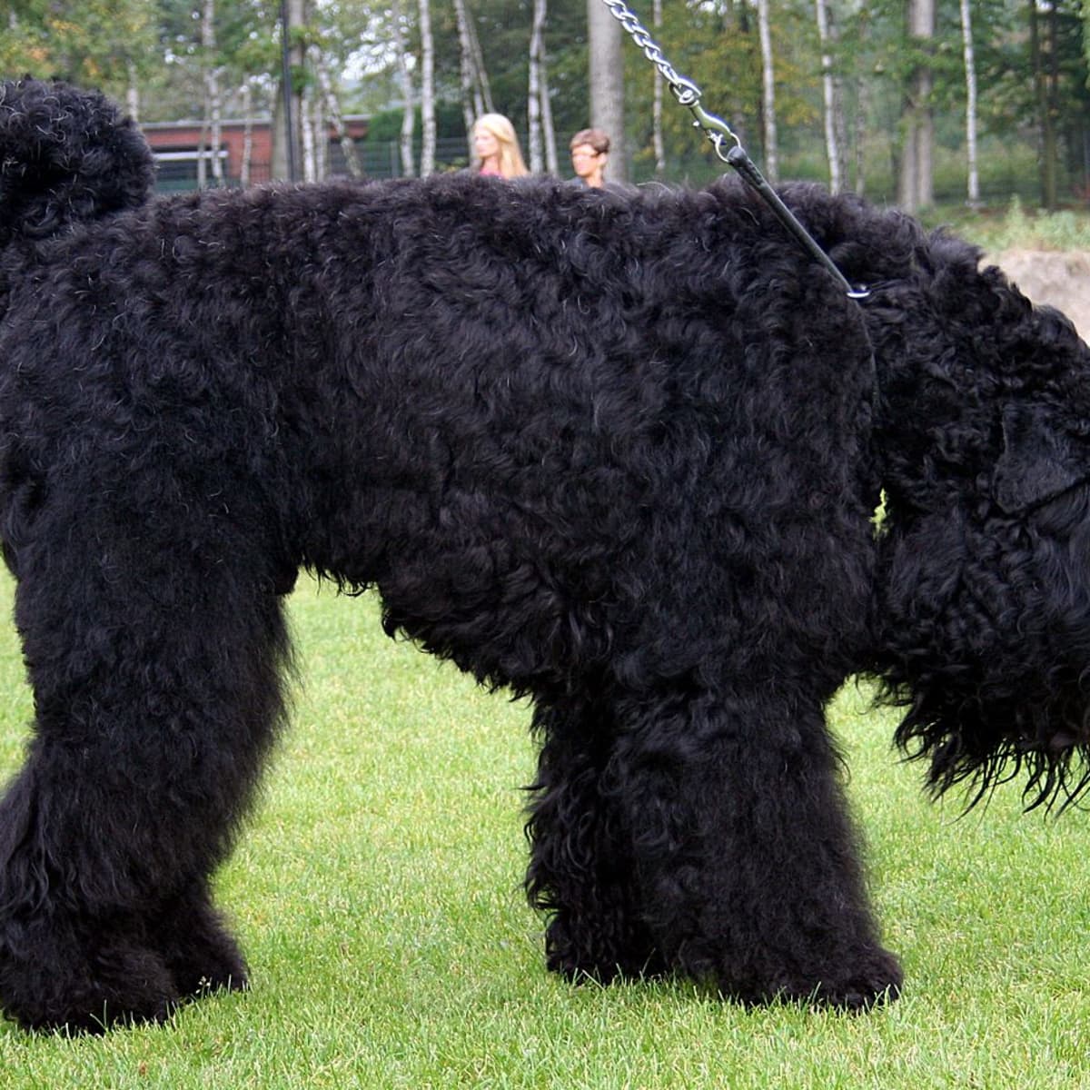 Overskæg i gang tromme Get to Know the Black Russian Terrier: Your Detailed Guide to This  Versatile Breed - PetHelpful
