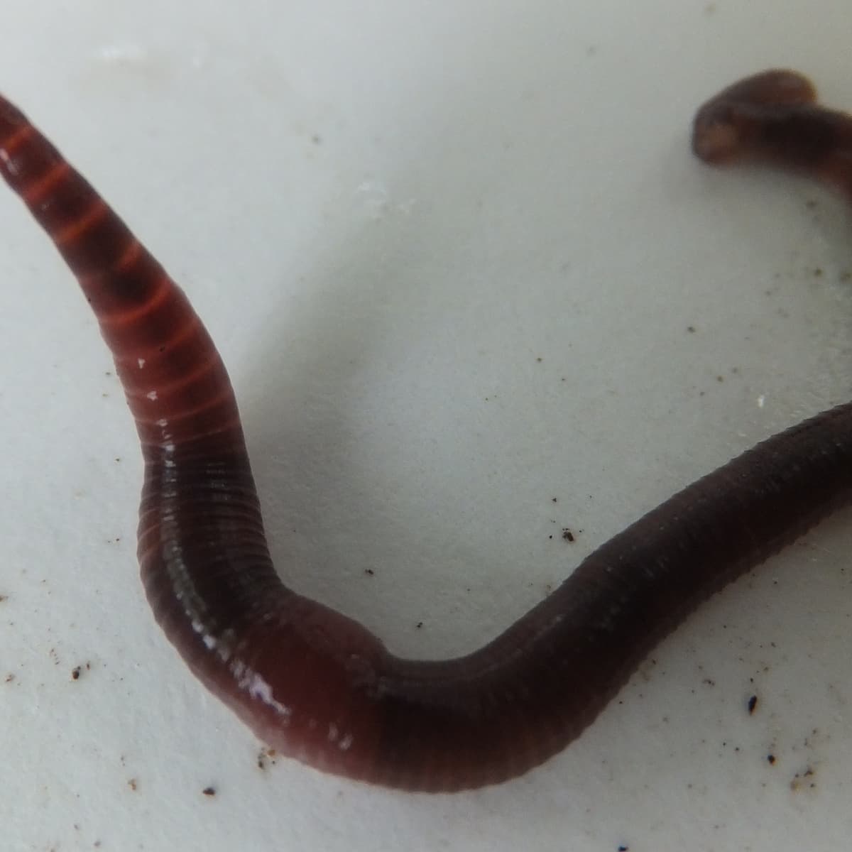 What Is the Difference Between Indian Blue and Red Wiggler Worms? -  Dengarden