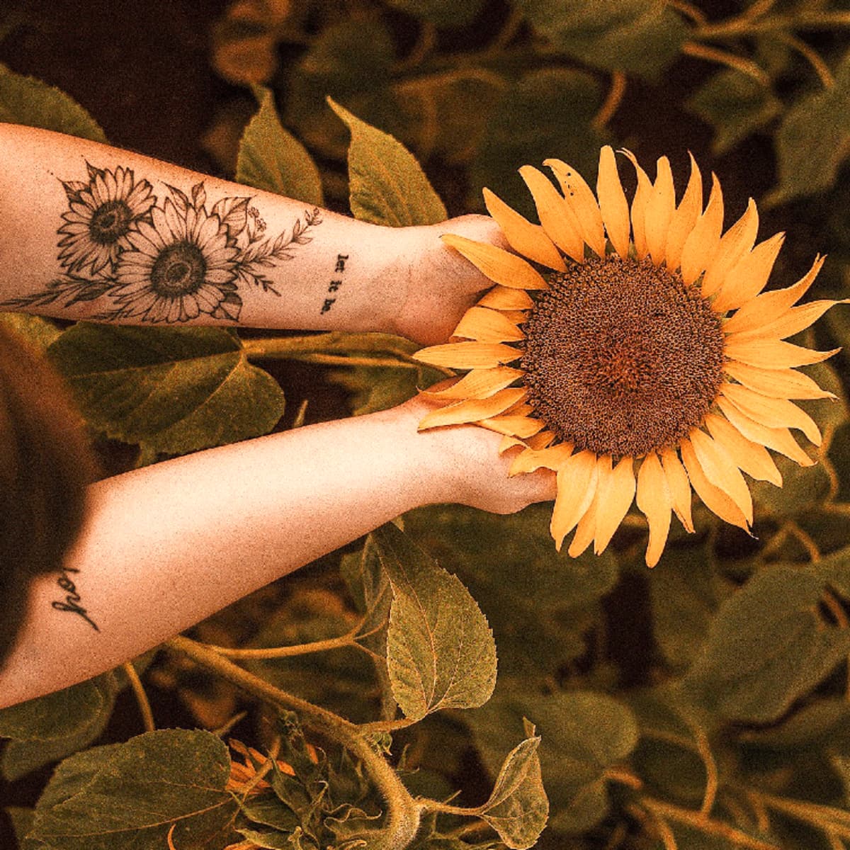 Sunflowers w/ the names of my seeds 🌻 butterflies coming soon 🦋 #bor... |  TikTok