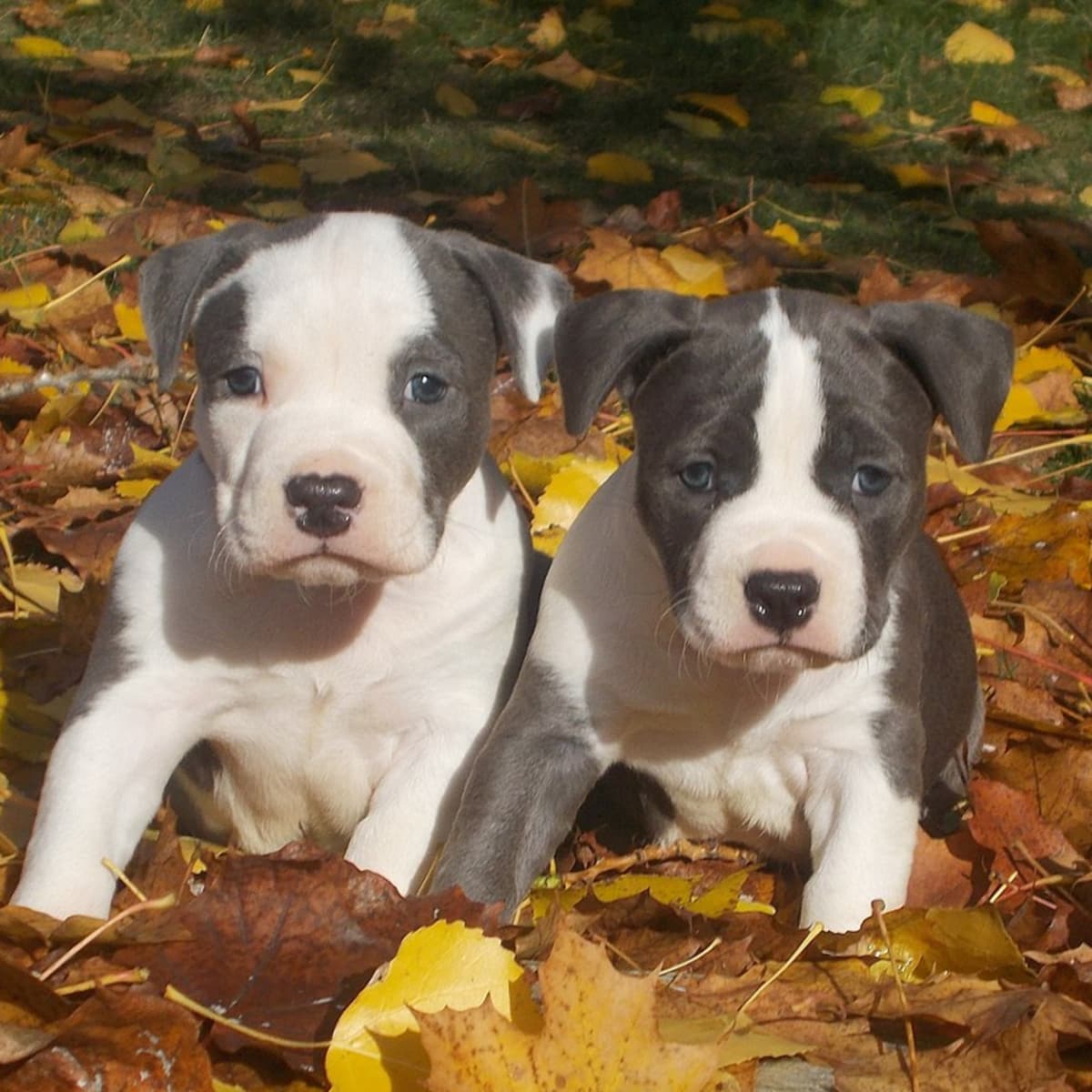 How to Set up a Whelping Box and Whelp Puppies Successfully - PetHelpful