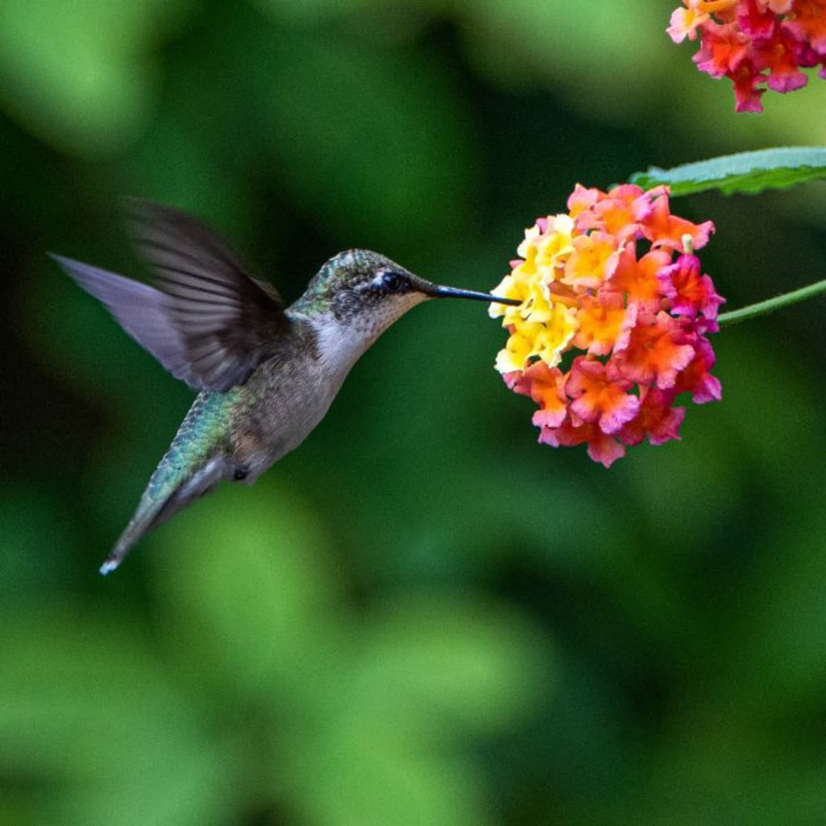 hummingbirds sleeping upside down