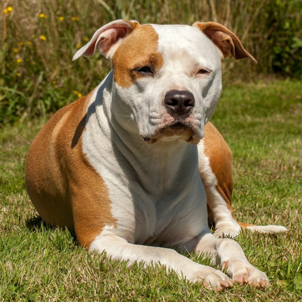 American Staffordshire Terrier Size Guide: How Big Does a Staffie