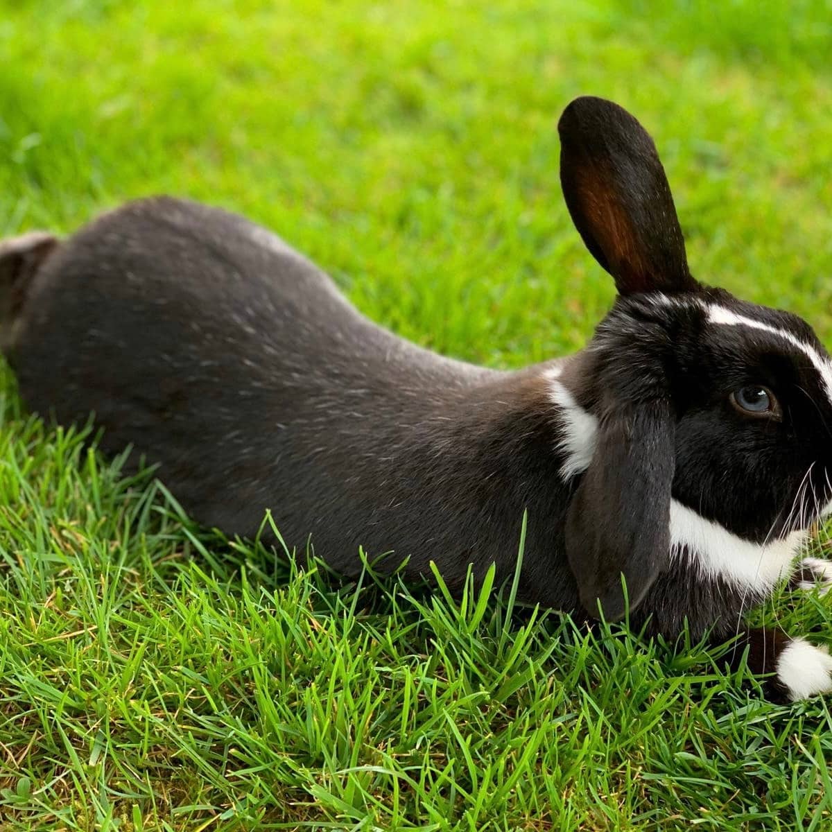 Effective Ways to Care for a Rabbit With Arthritis at Home