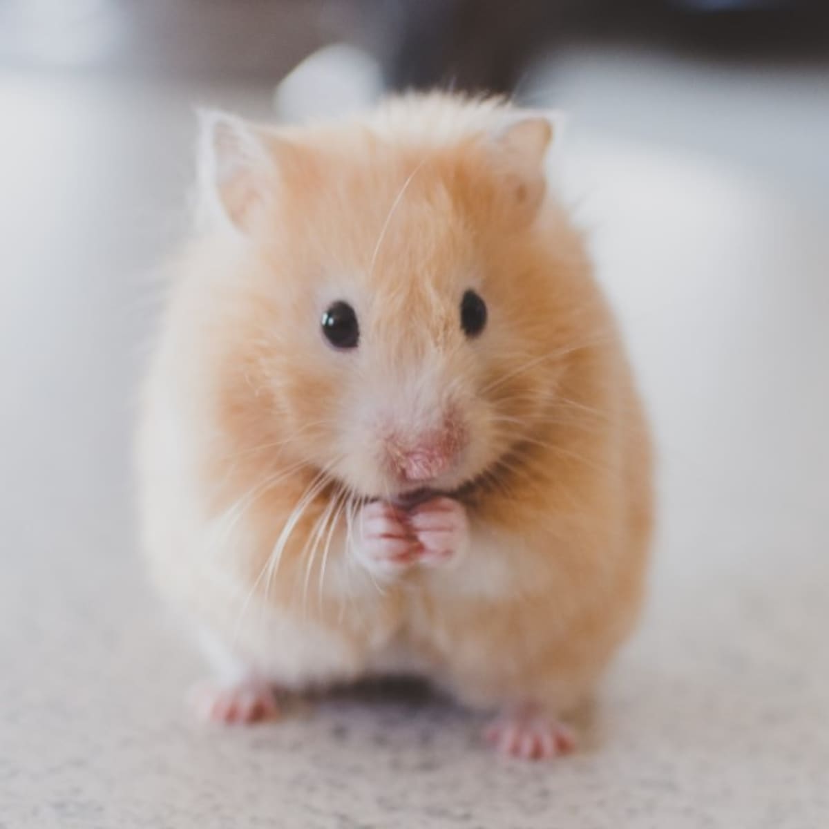 Hamster species: characteristics and advice