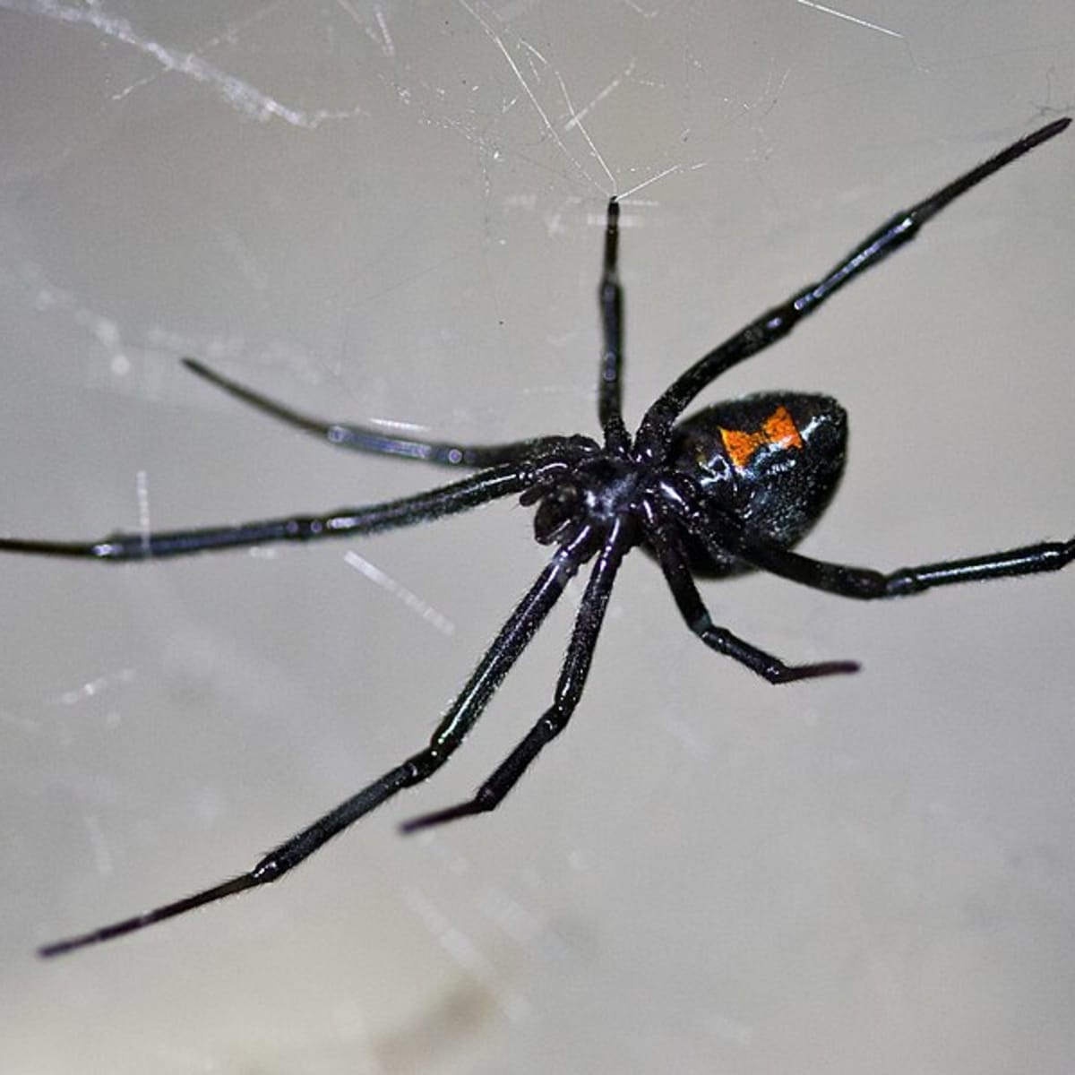 Nature Note: Two Venomous Spiders