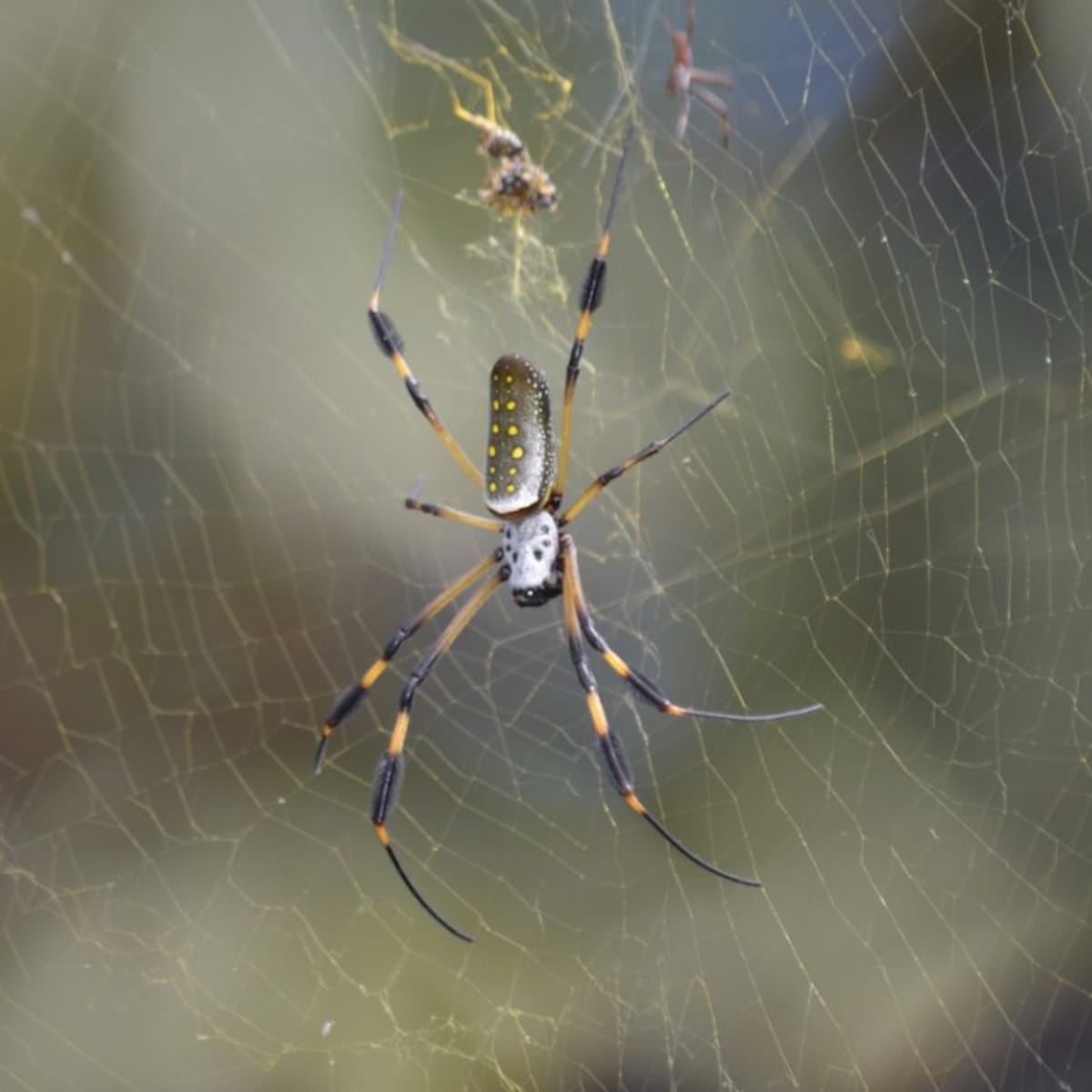 Spiders the size of your hand that can fly for miles? They're coming,  researchers say 