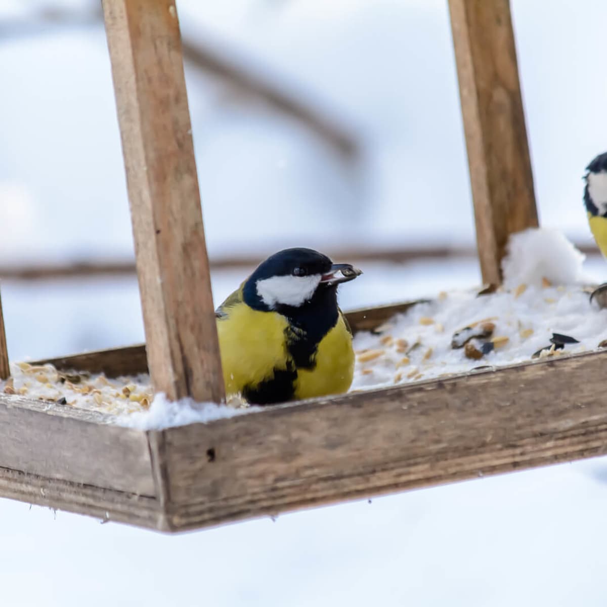 Coexisting In Harmony With Wildlife: Birds Of Prey