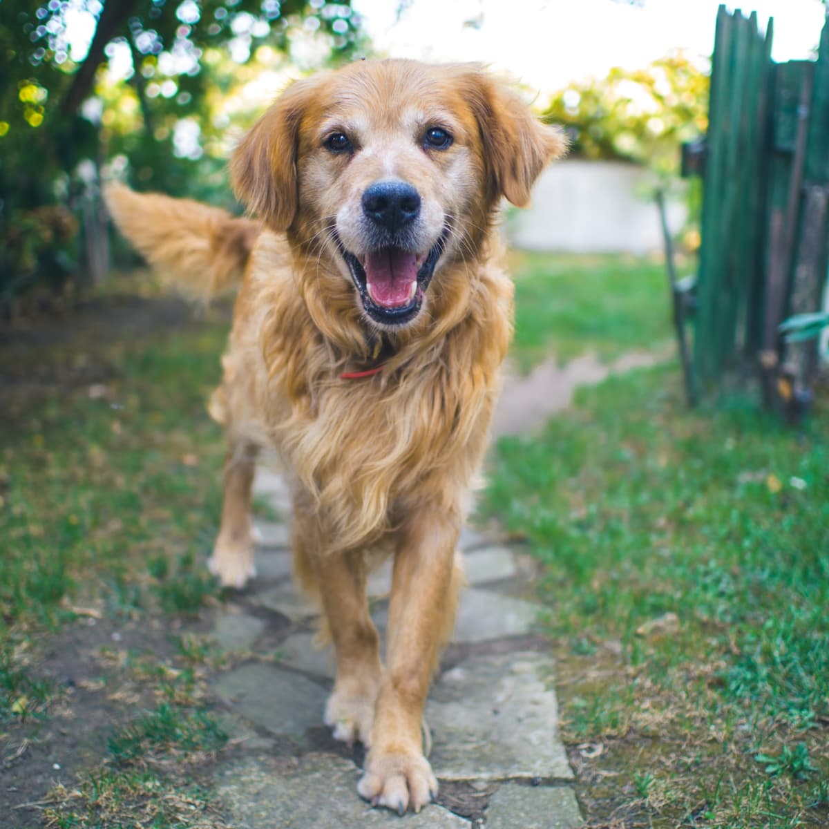 15 Ways to Keep an Old Dog From Slipping on the Floor - PetHelpful