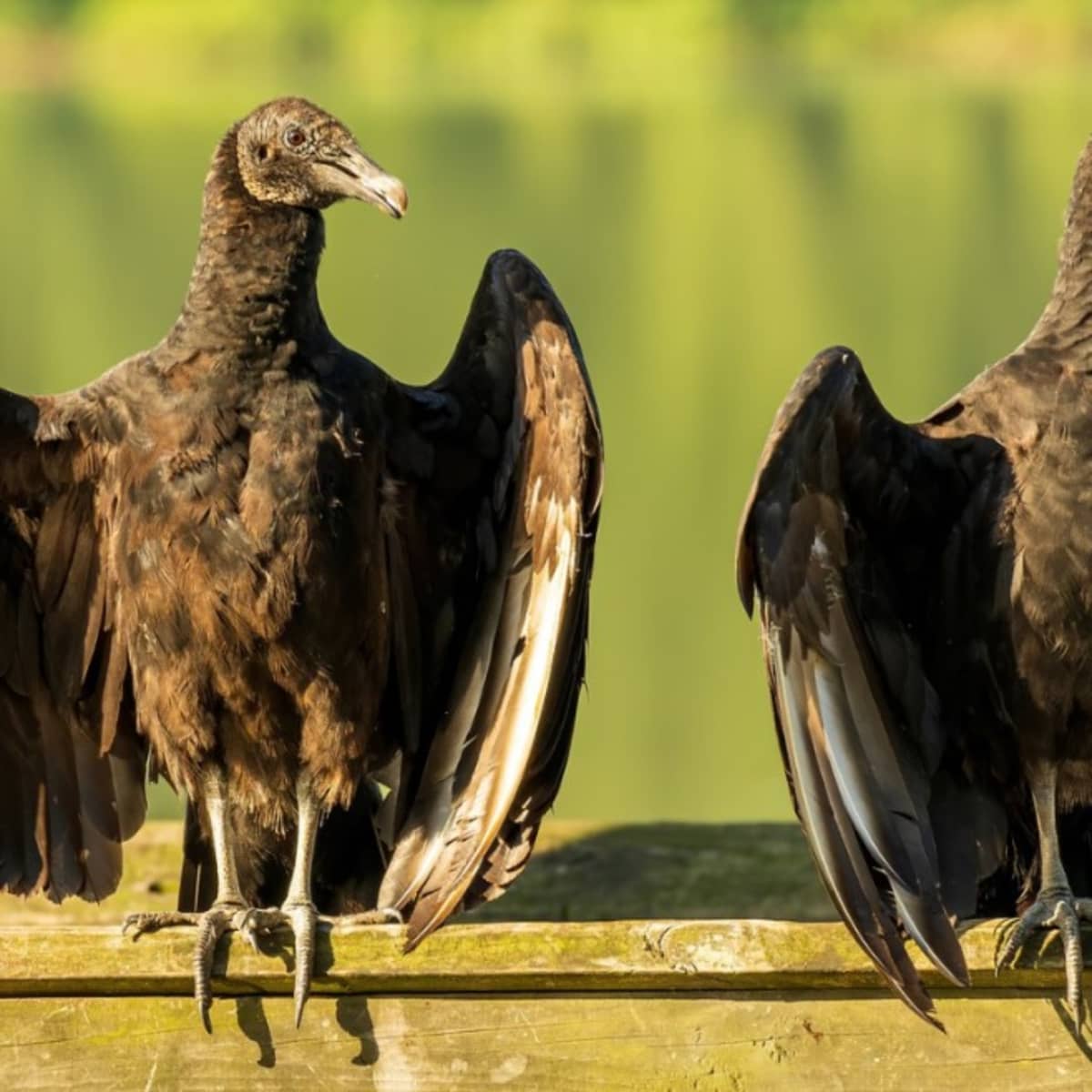 What to know about vultures in North Texas during spring nesting