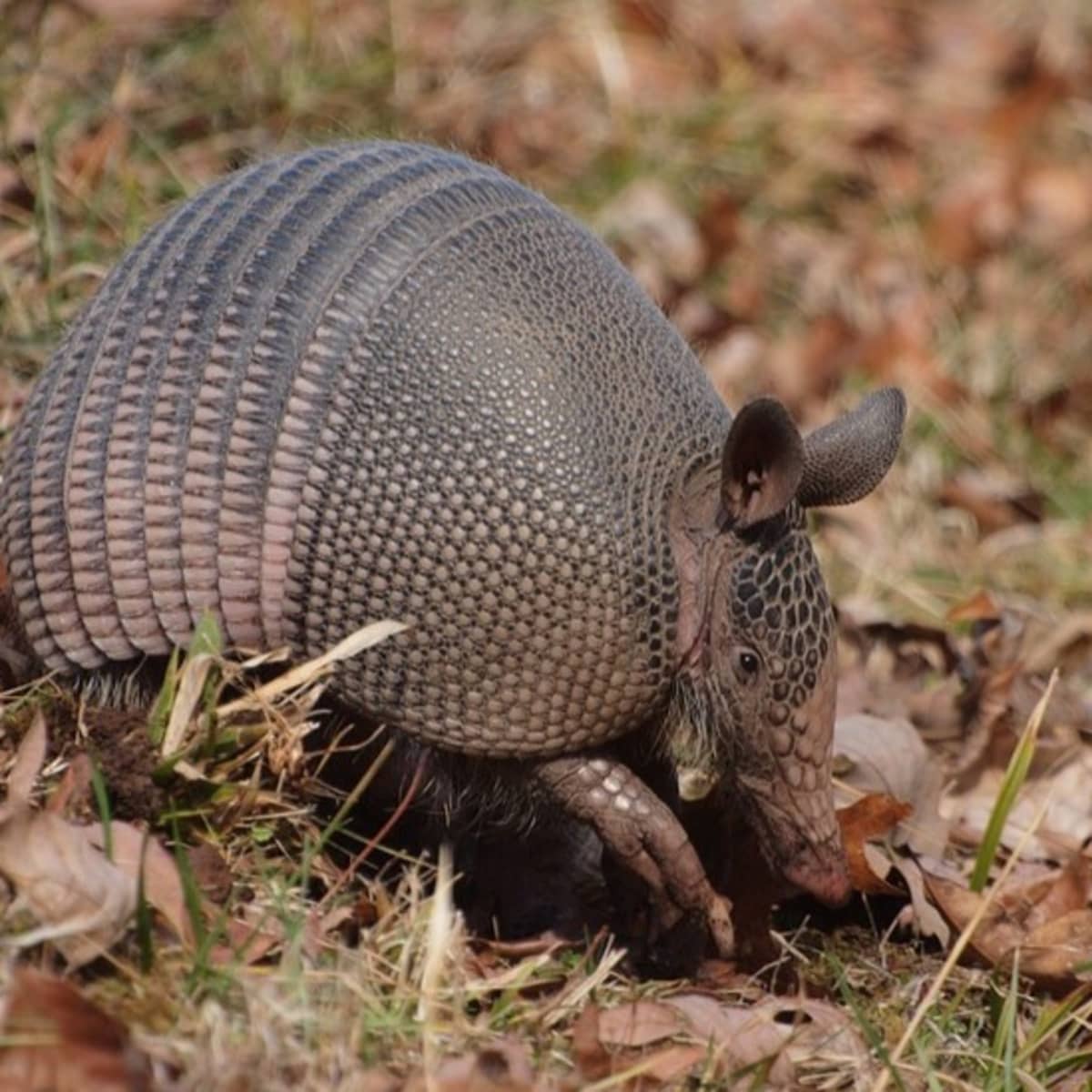 Top 10 Mighty The Armadillo Shocking Facts 