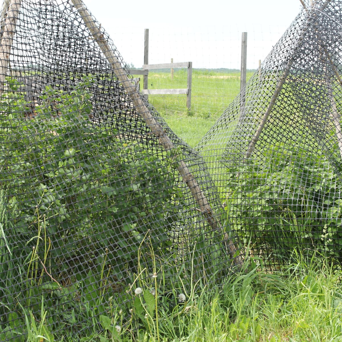 How to Build a Bird Net Teepee for Berries, Fruit, and More - Dengarden
