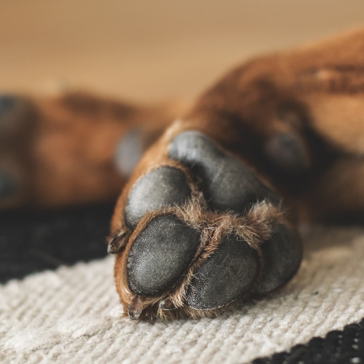 What's This Lump on My Dog's Paw? - PetHelpful