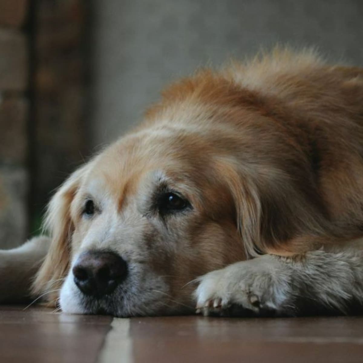 Can Brain Games Help Senior Dogs Stay Young?