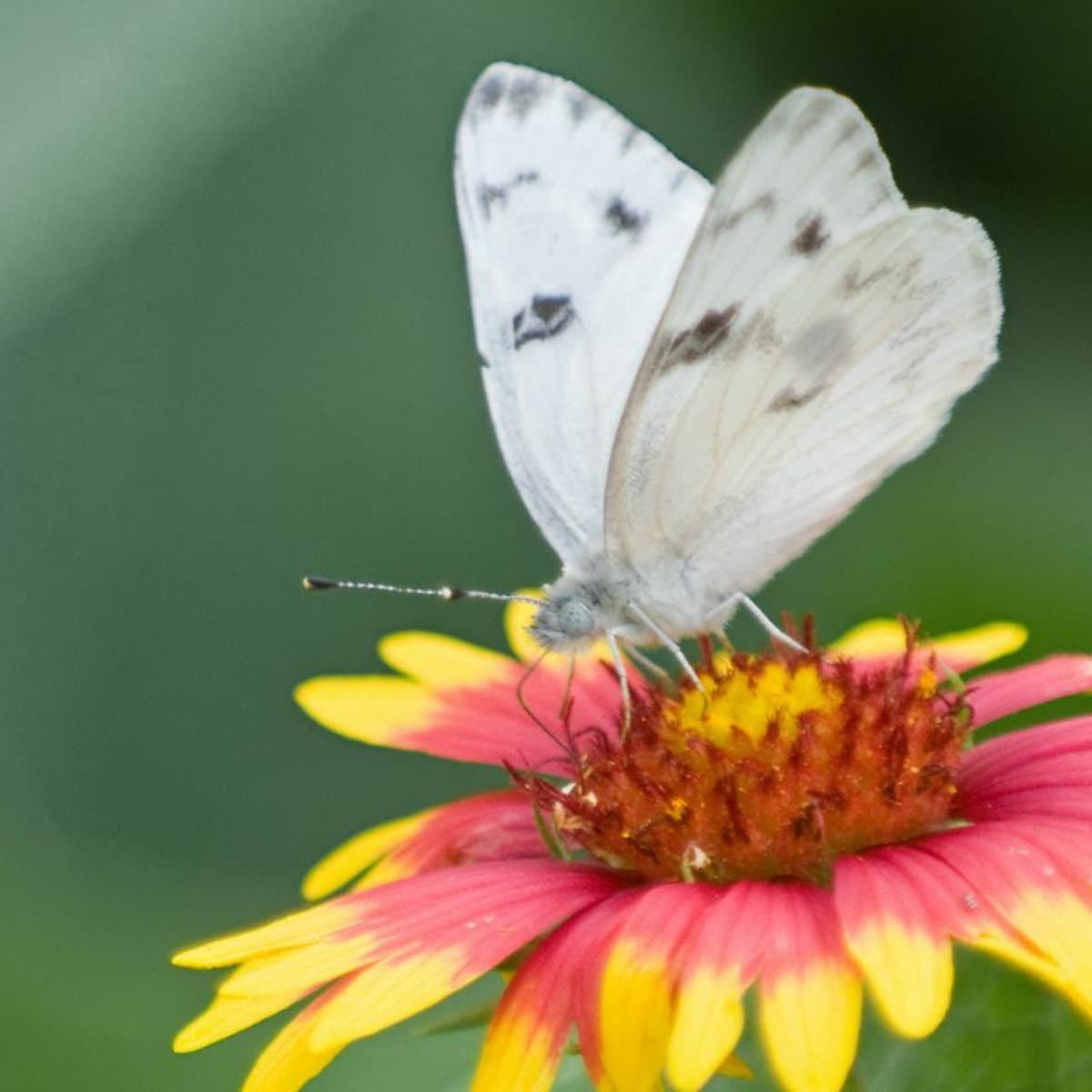 White Butterfly Identification Guide With Photos - Owlcation