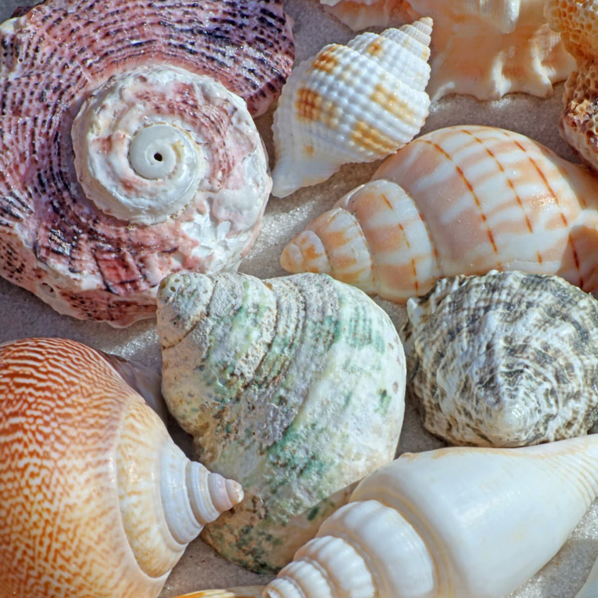 Ten June: Sea Shell Decor