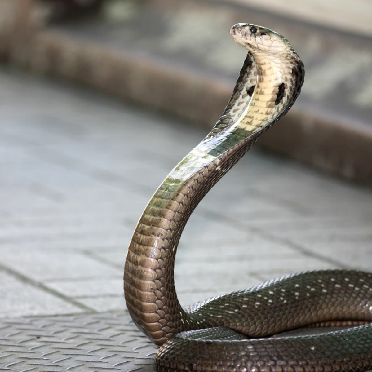 19 Awesome Facts About King Cobra Snakes - Owlcation