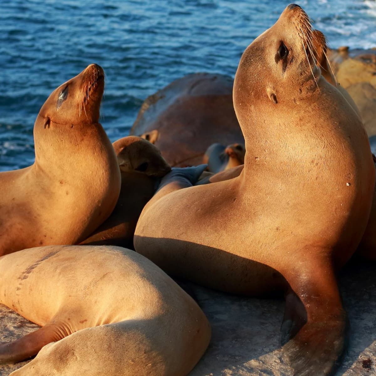 Seals vs. Sea Lions - Owlcation