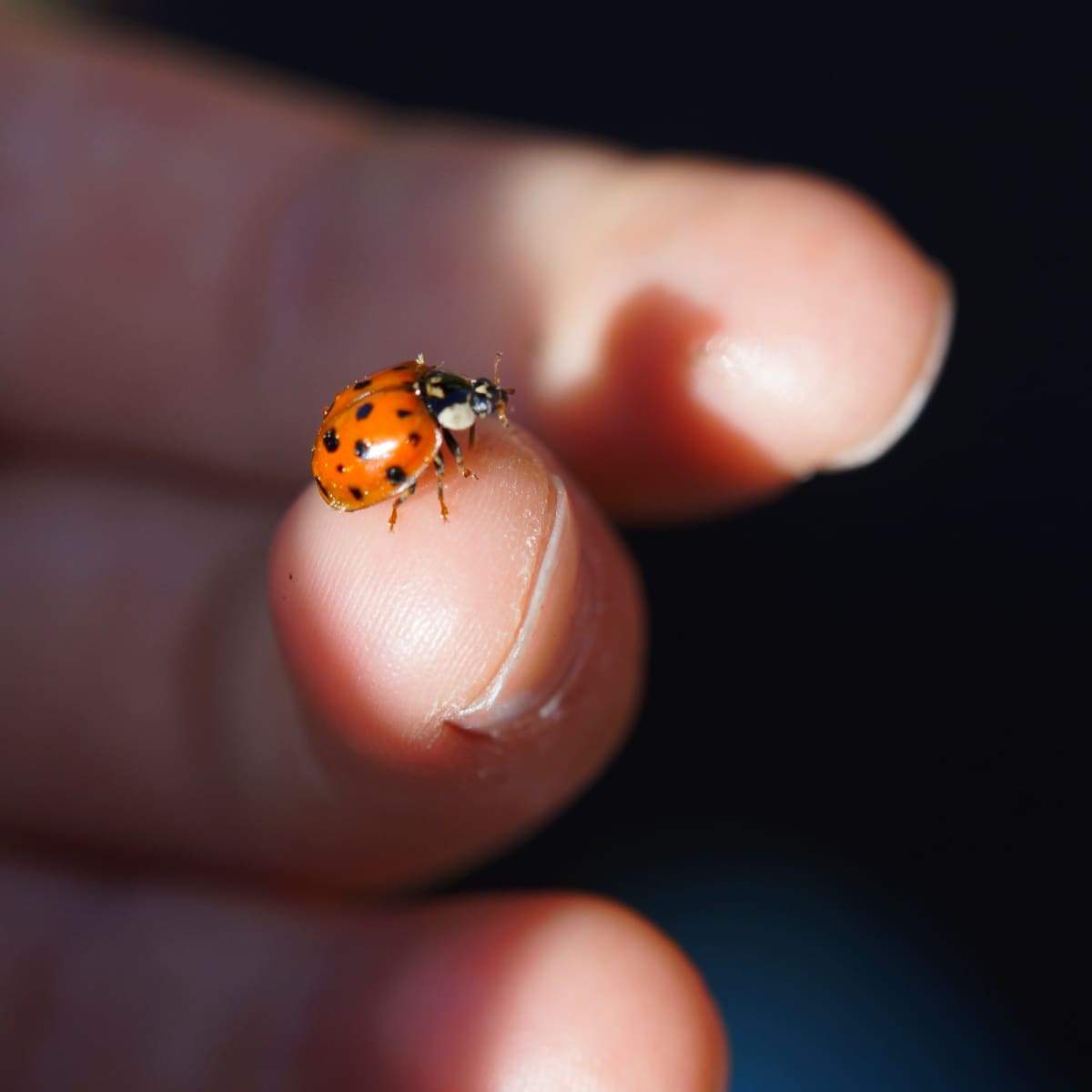 7 Ways Ladybugs Help Humans Plus Tips and Facts - Dengarden