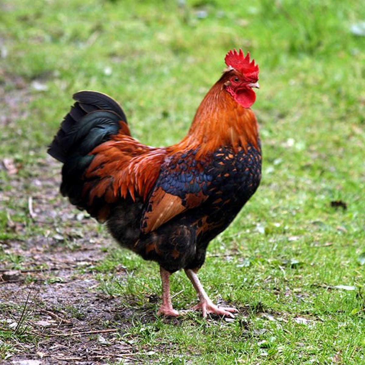 Can A Rooster Be Neutered What Is A Capon Is Castration Inhumane Owlcation