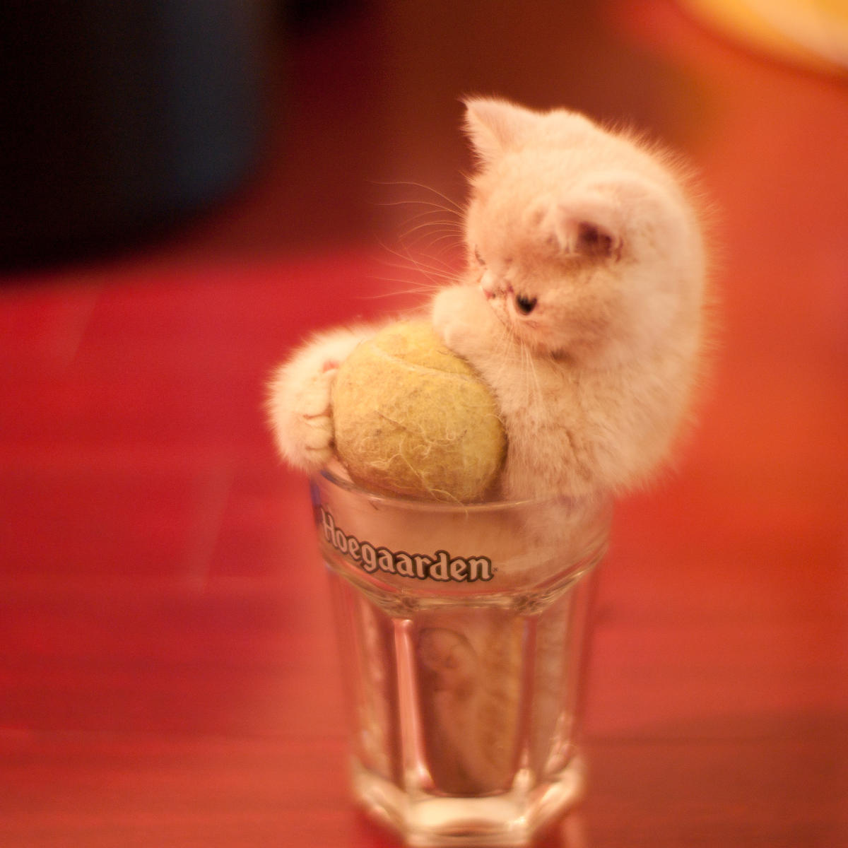 Great Internet Hoaxes: The Bonsai Kitten Prank - HubPages