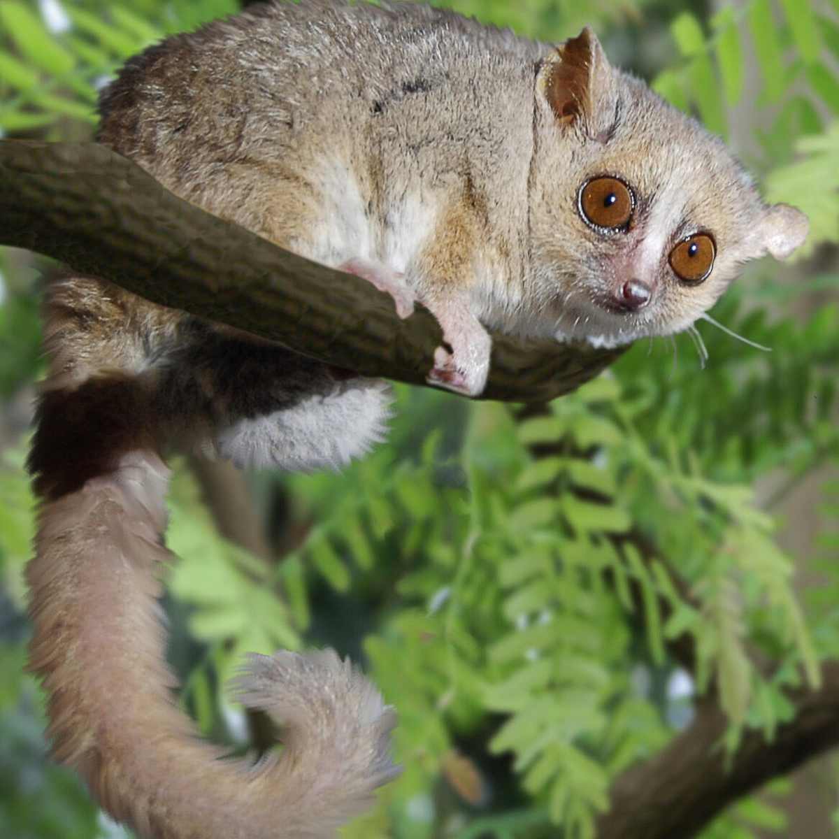 Mouse Lemurs Tiny And Endangered Primates Of Madagascar Owlcation