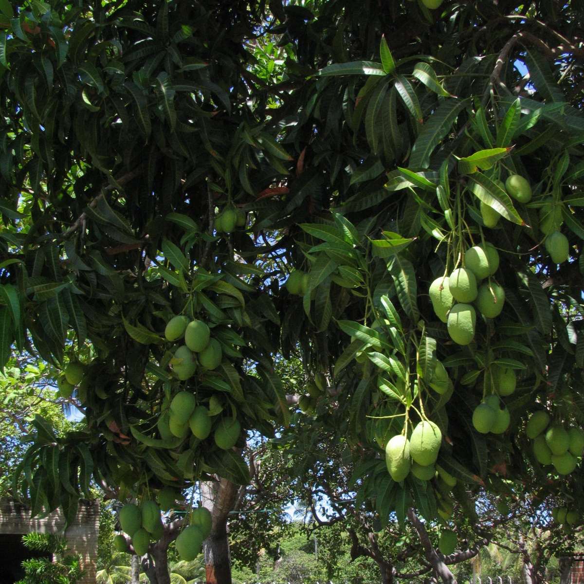 just eat mango tree