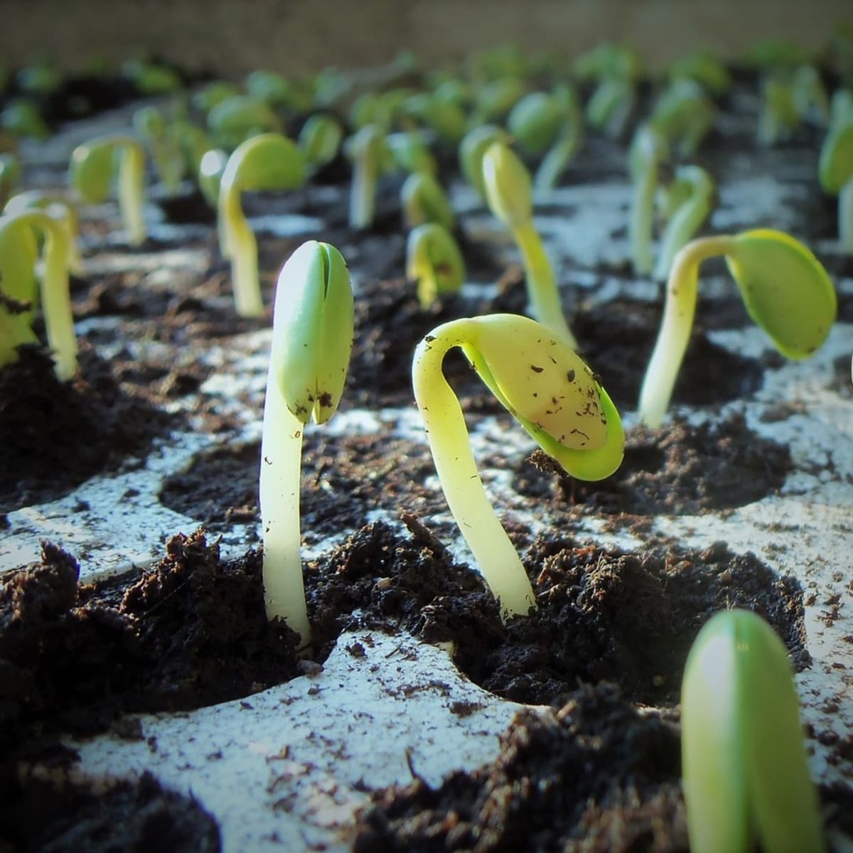 Science Project How Does Salt Affect Seed Germination Owlcation Education