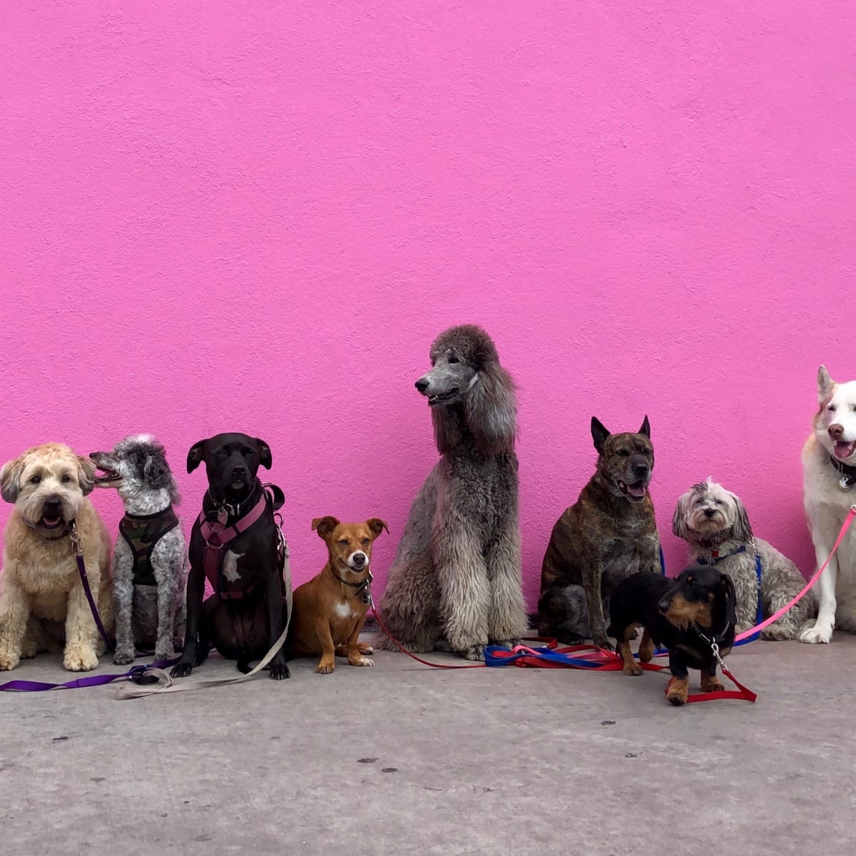 most well behaved small dogs