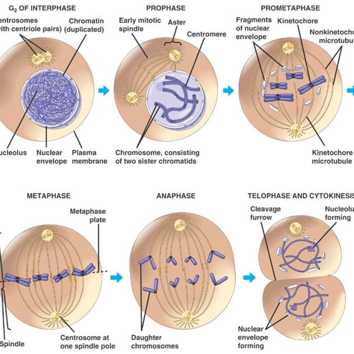 Stages Of The Cell Cycle Mitosis Metaphase Anaphase And Telophase Owlcation Education There are also distinct populations. stages of the cell cycle mitosis