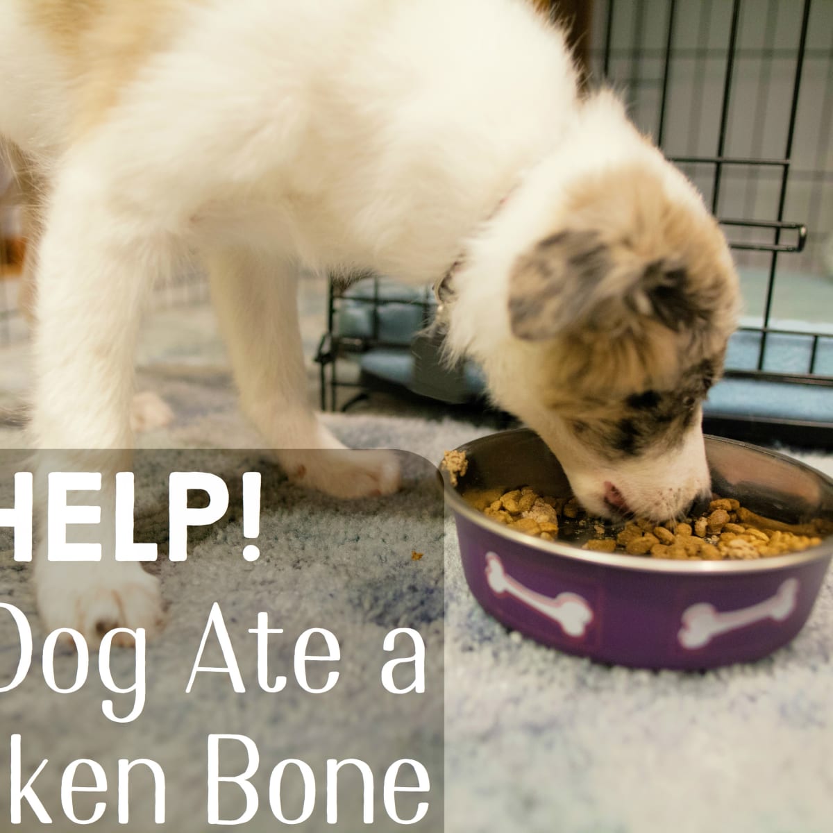 blood in dog stool after eating chicken bones