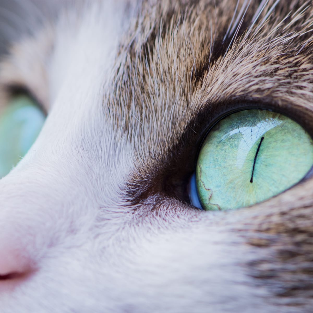 home remedies for a cats eye infection