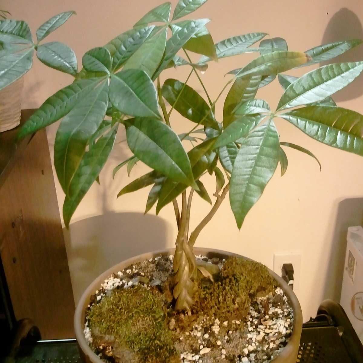 How to Care for Money Trees - HubPages