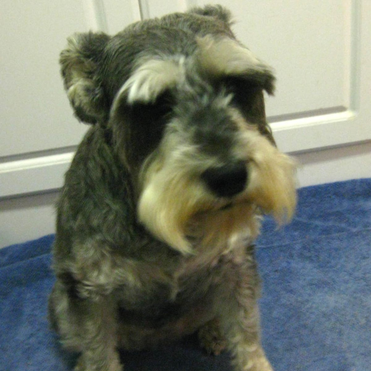 tacrolimus ophthalmic for dogs