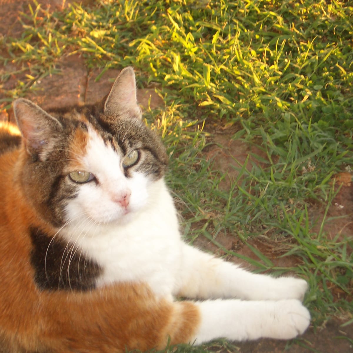 30 Great Names For A Calico Or Tortoiseshell Cat Pethelpful By Fellow Animal Lovers And Experts
