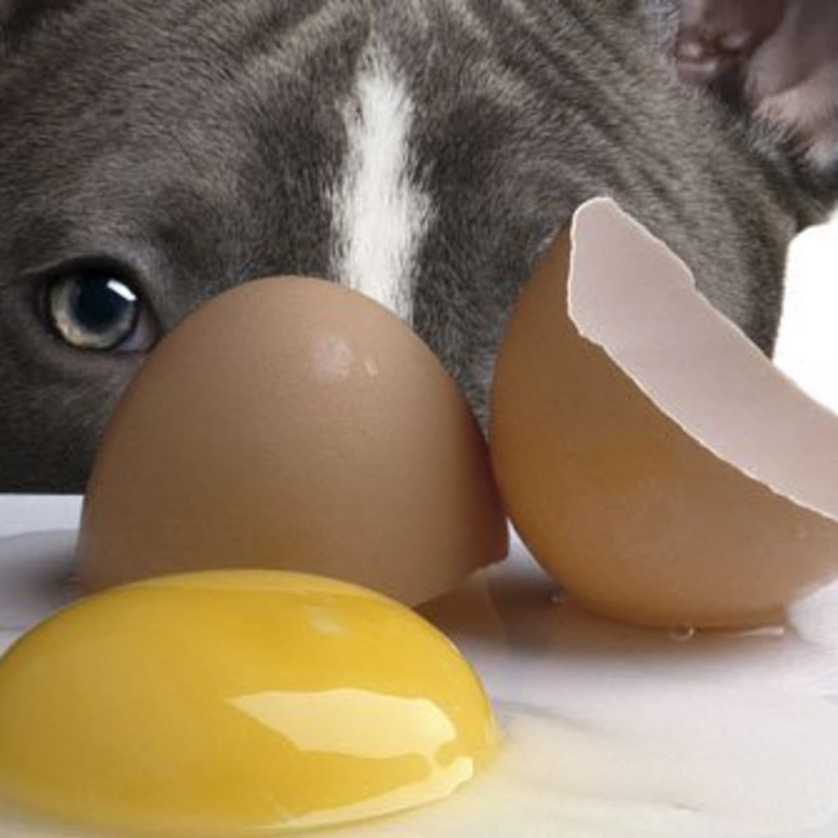 are eggs good for dogs