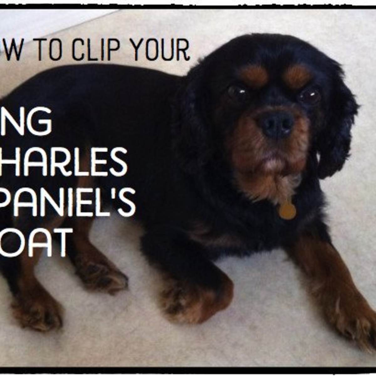 best dog clippers for cavalier king charles spaniel