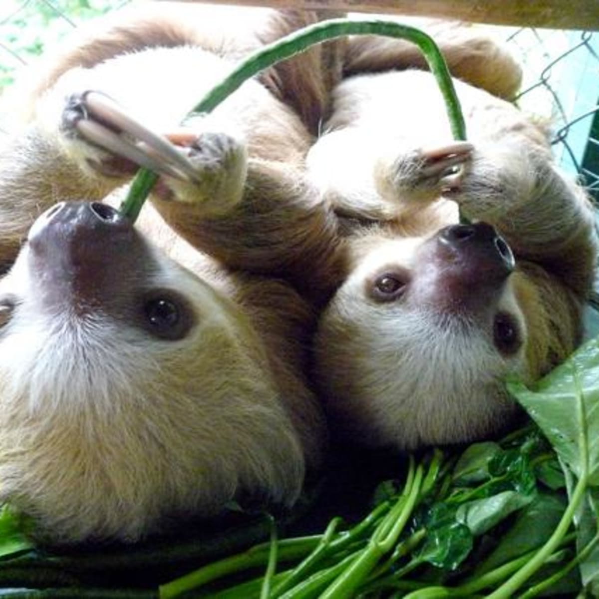 Are you allowed to have a sloth as a pet Pet Sloth Legality Feeding And Housing Introduction Pethelpful