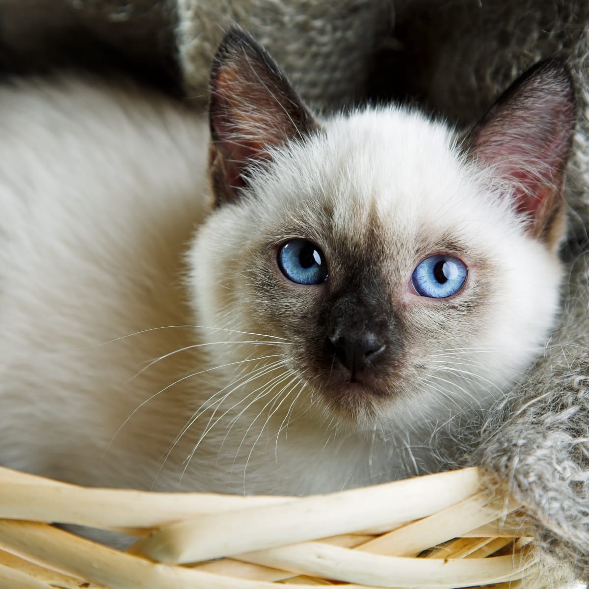 60 Sassy Siamese Cat Names Pethelpful By Fellow Animal Lovers And Experts