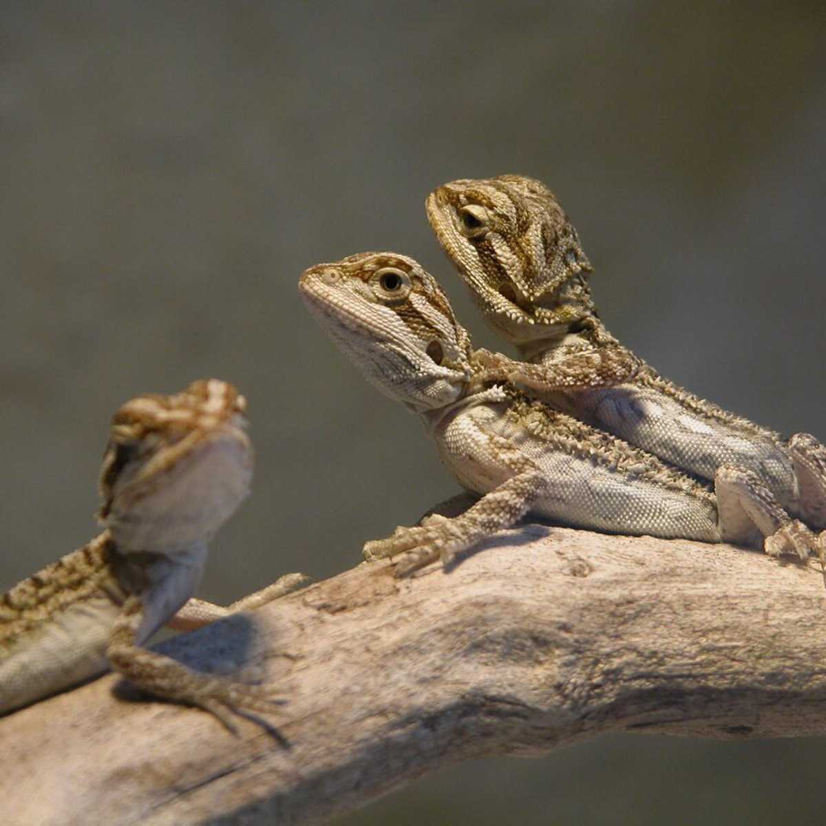 How To Breed Bearded Dragons For Profit Pethelpful By Fellow Animal Lovers And Experts