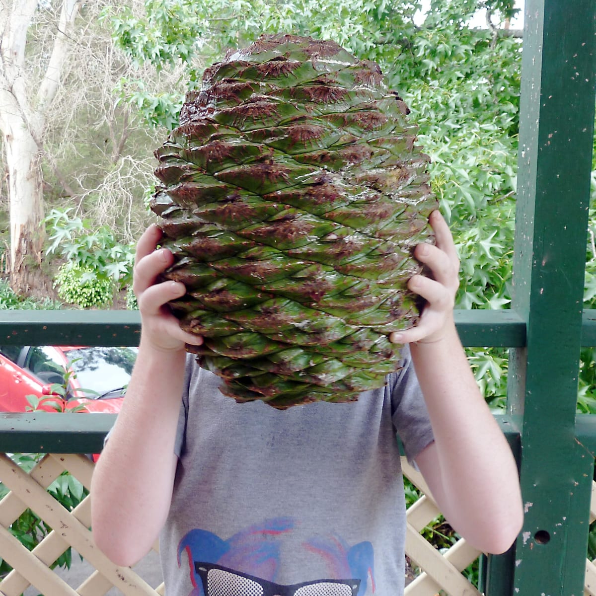 The Bunya Pine A Strange And Useful Tree Owlcation