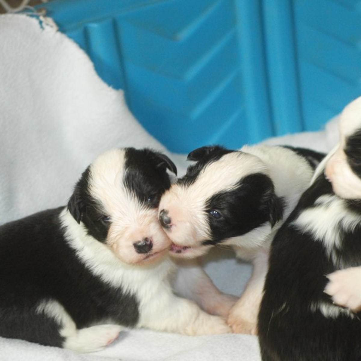 How To Set Up A Whelping Box And Whelp Puppies Successfully Pethelpful