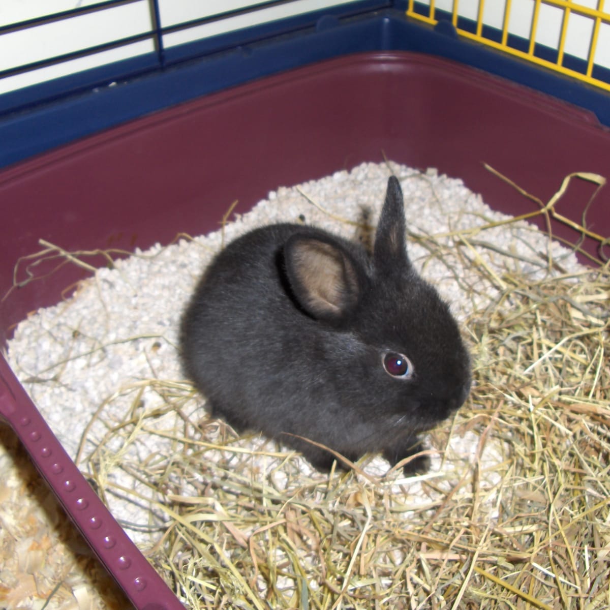 indoor dwarf rabbit