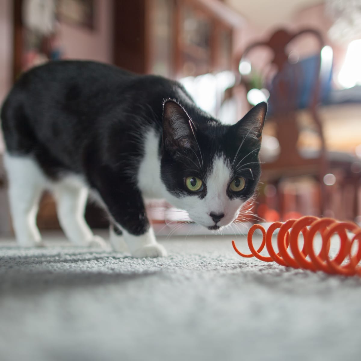 hanging cat toys diy