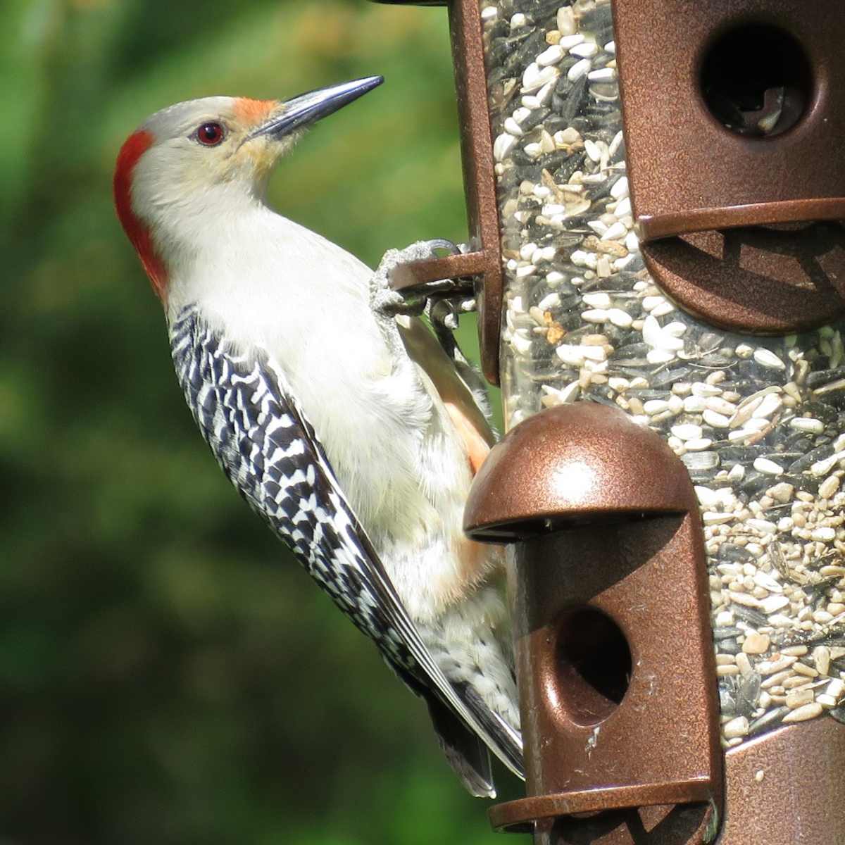 Bird Feeders Good Or Bad For Wild Birds And The Environment Owlcation