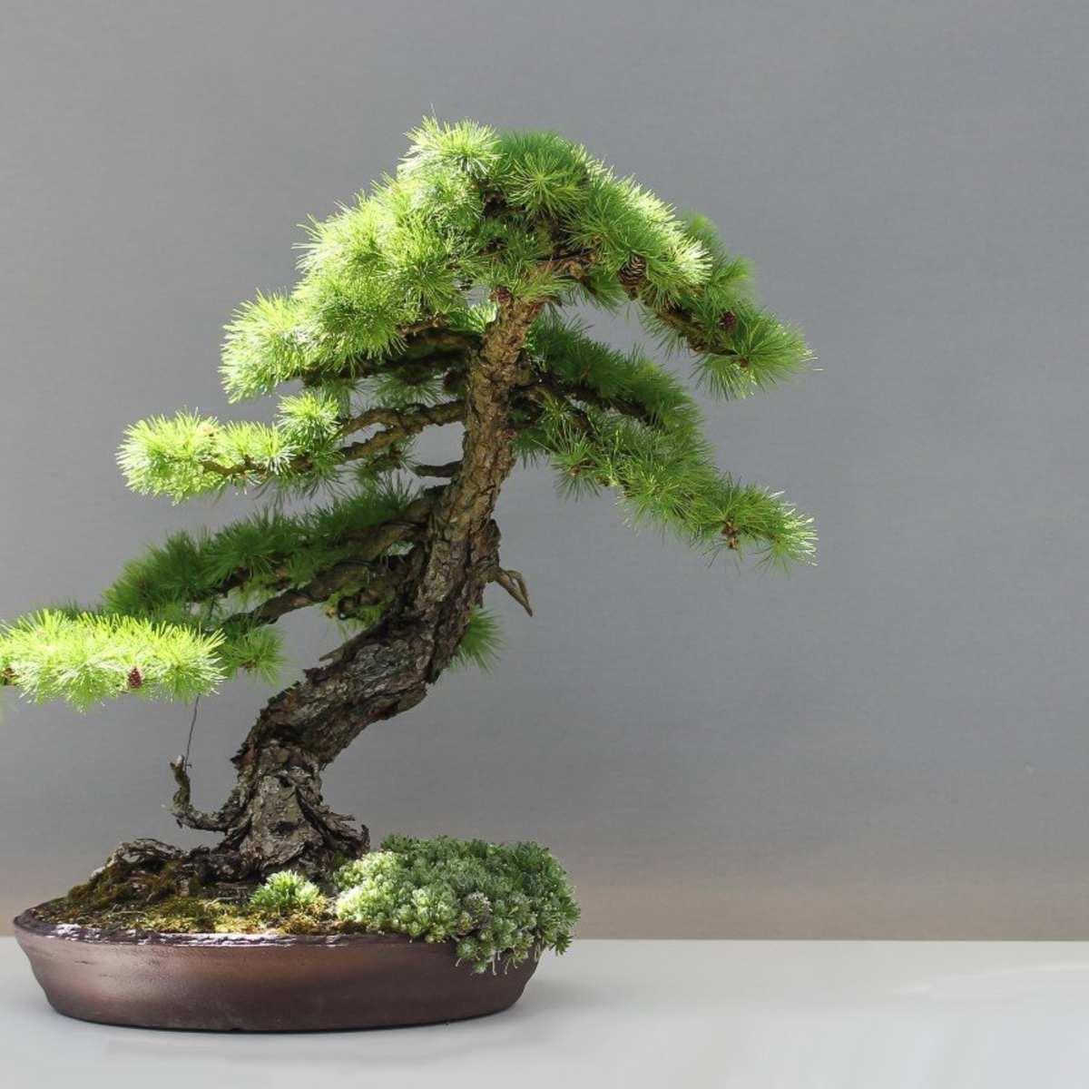 How to Take Care of a Bonsai Tree - HubPages