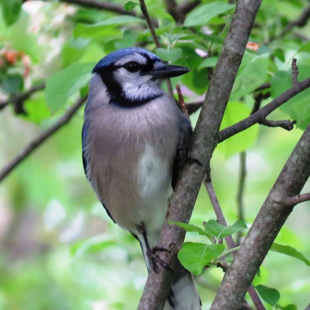 Blue Jay Facts Pictures And Behavior Owlcation