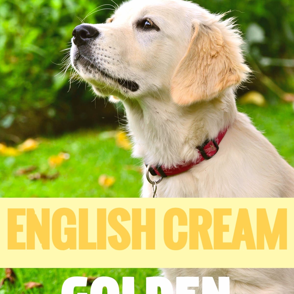 The Truth About English Cream White Golden Retrievers Pethelpful By Fellow Animal Lovers And Experts