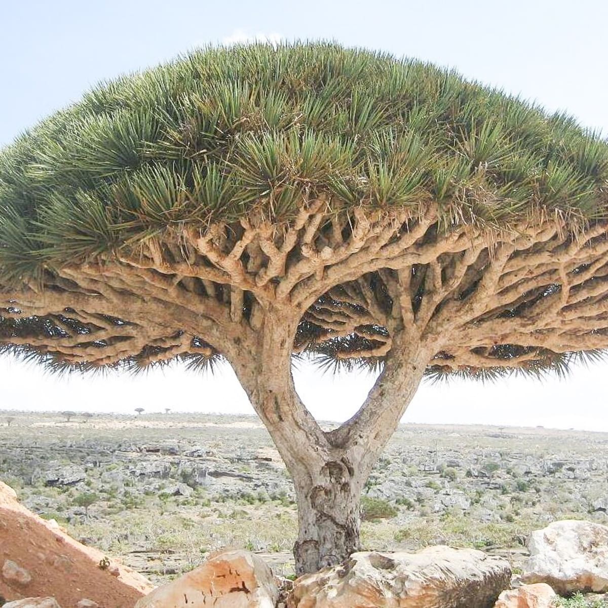 The Strange Dragon Blood Tree Of Socotra Island Owlcation
