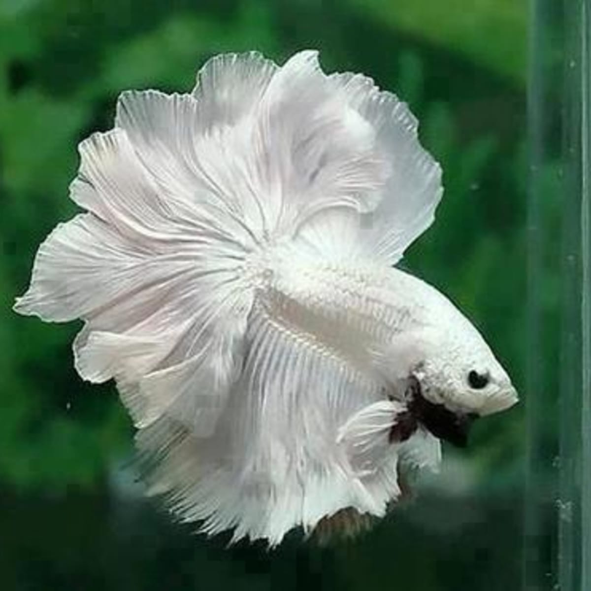 Betta Fish Tank Setup Ideas And Advice Pethelpful By Fellow Animal Lovers And Experts