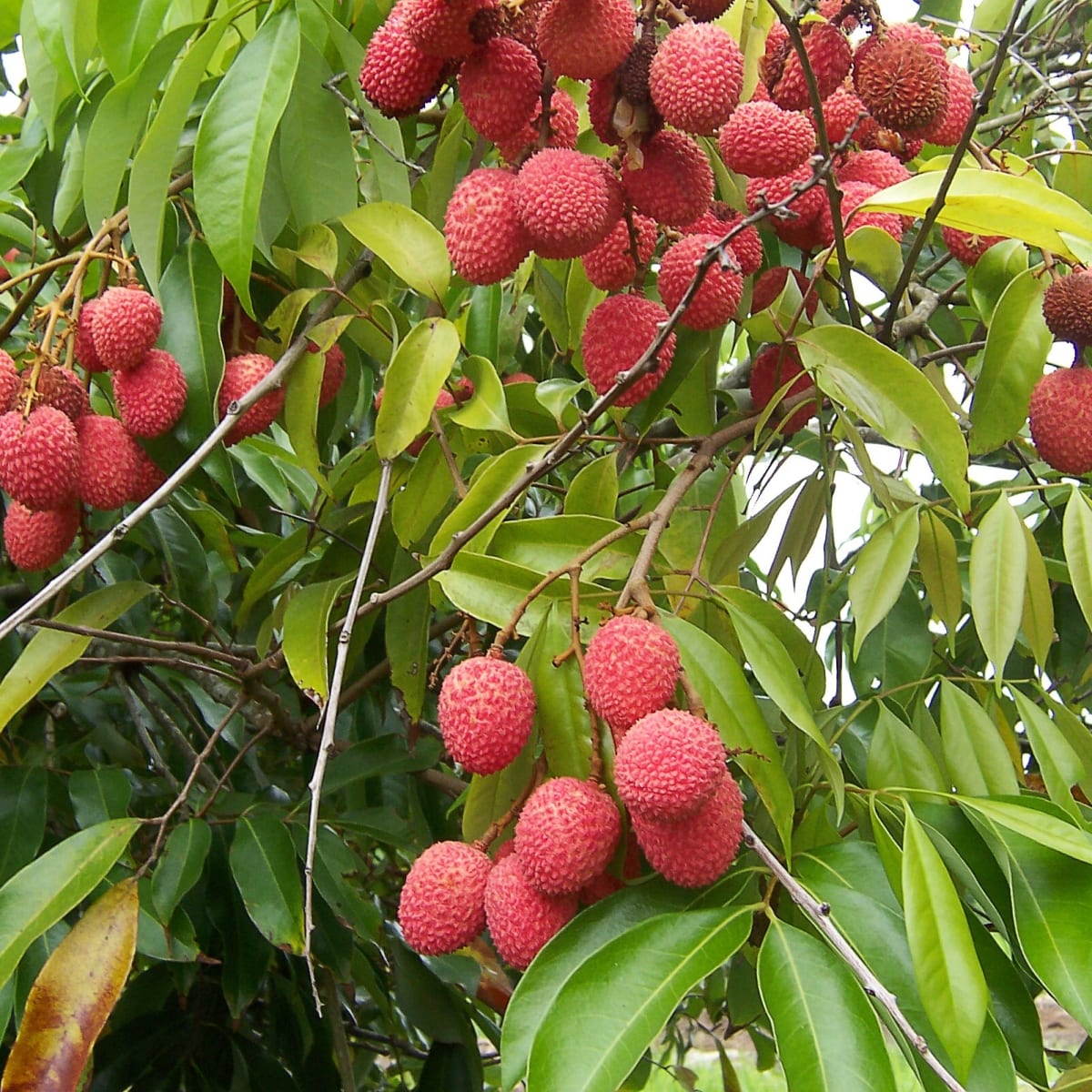 Lychees And Ackee Fruits Toxins And Their Effects Owlcation